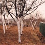 Witte Bomen 2000 - Photograph - 50x70 cm