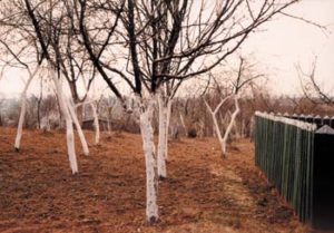 Witte Bomen 2000 - Photograph - 50x70 cm